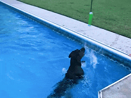 Dog Swimming GIF by POOPH