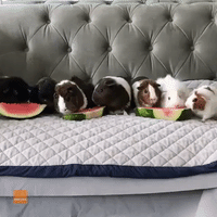 Guinea Pigs Enjoy Watermelon Snack