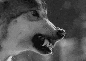 growling black and white GIF