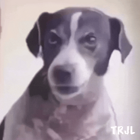 Trending Angry Dog GIF