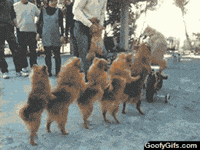 dog-line-conga-ofegPosyLt5FS
