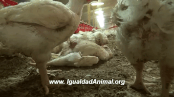 LaBlueGirl mexico vegan chicken vegano GIF