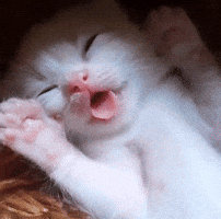 Cute Cat GIF
