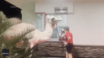 Fast Food Funny Animals GIF by Storyful