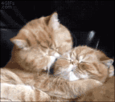 Chat Noir Chat Blanc Gifs Find Share On Giphy