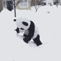 snow panda