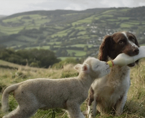 Lamb being fed by dog gif