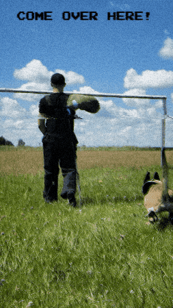 Dog Puppy GIF