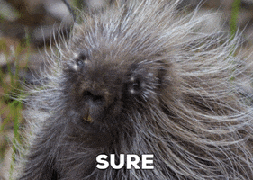 Rodent What GIF by U.S. Fish and Wildlife Service