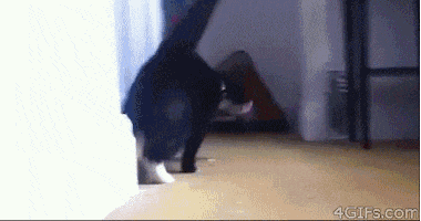 Whats Up Cat GIF by Memes GIFs
