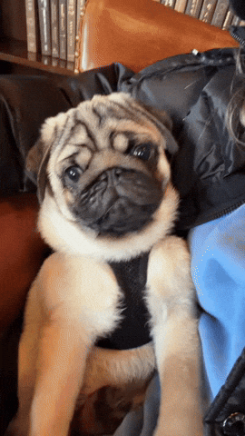 Shock Pug GIF