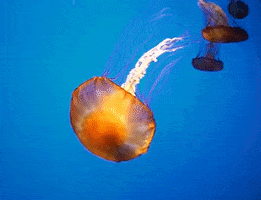 Portuguese Man O War GIF