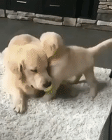 cute dogs playing GIF