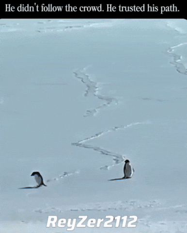Lonely Penguin GIF