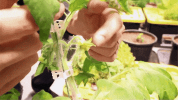 GIF by Mini-Farm Grow Kits