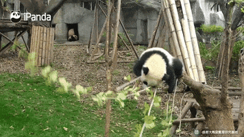 panda GIF by BFMTV