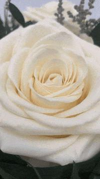 Preserved-roses GIFs - Get the best GIF on GIPHY Preserved-roses GIFs - Get the best GIF on GIPHY