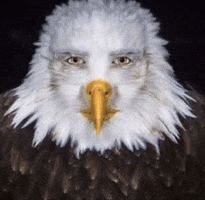 Eagle GIF
