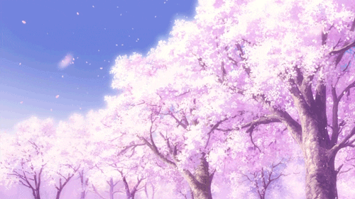 Sakura Png - Sakura Resimleri - Sakura Gifleri - Kiraz Ağacı Çiçekleri