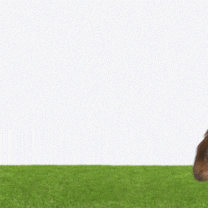 World Cup Soccer GIF by TELUS