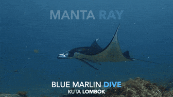 Manta Ray Manta GIF by BMKL