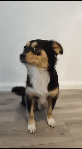 Dog GIF