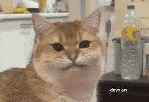 Happy Cat GIF by DevX Art