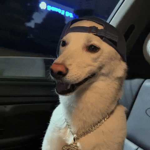 Jindo GIF