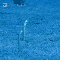 Oceans Day Gifs Get The Best Gif On Giphy Oceans Day Gifs Get The Best Gif On Giphy