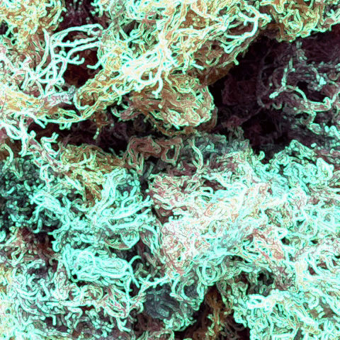 worldmoss caribbean st lucia sea moss one world moss GIF