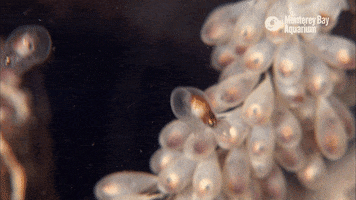 giant pacific octopus baby GIF by Monterey Bay Aquarium