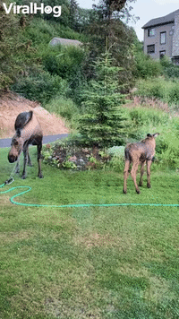 Mama Moose and Her Calf Cool Off Under Sprinkler 