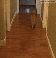 200.gif