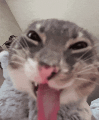 Cat Cabby GIF
