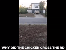 Chicken Road GIF