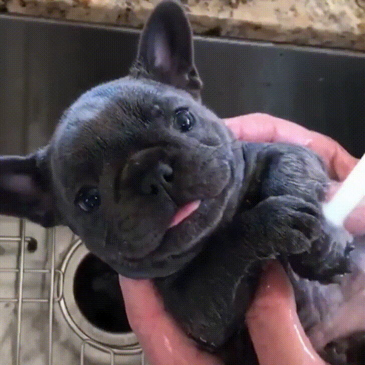 Dog Puppy GIF