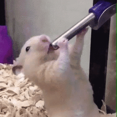 Thirsty Hamster GIF - Find & Share on GIPHY