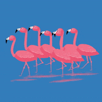 Pink Flamingo Loop GIF