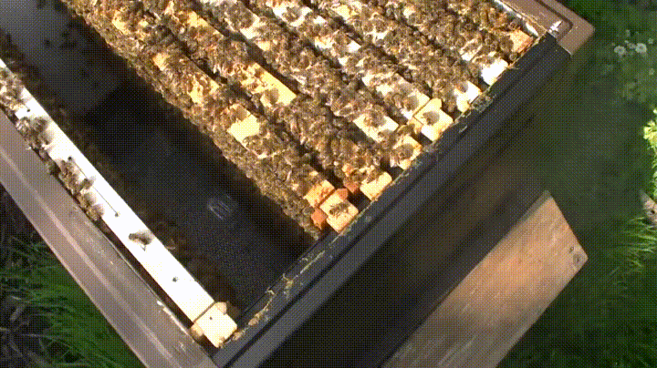 bees GIF