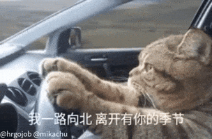 Cat Driving GIF
