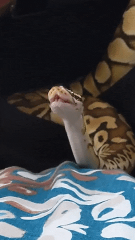 Snake Yawn GIF