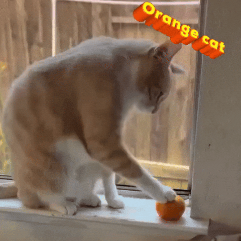 Orange Cat GIF