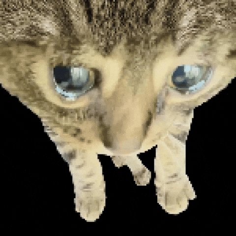 Sad Cat GIF