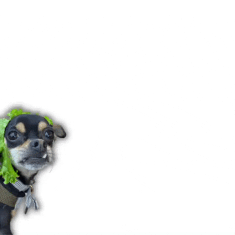 Mr Beans Dog GIF