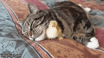 chick cuddles GIF