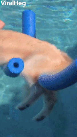Using Pool Noodles To Keep Golden Floating While Cuddling GIF by ViralHog