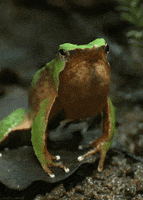 darwin's frog GIF by Head Like an Orange