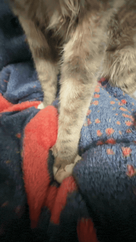 Sillycat Cat Cowboy GIF