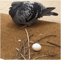 Bird Egg GIF