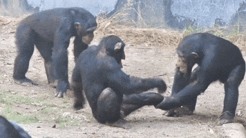 Playing Los Angeles Zoo GIF by Los Angeles Zoo and Botanical Gardens